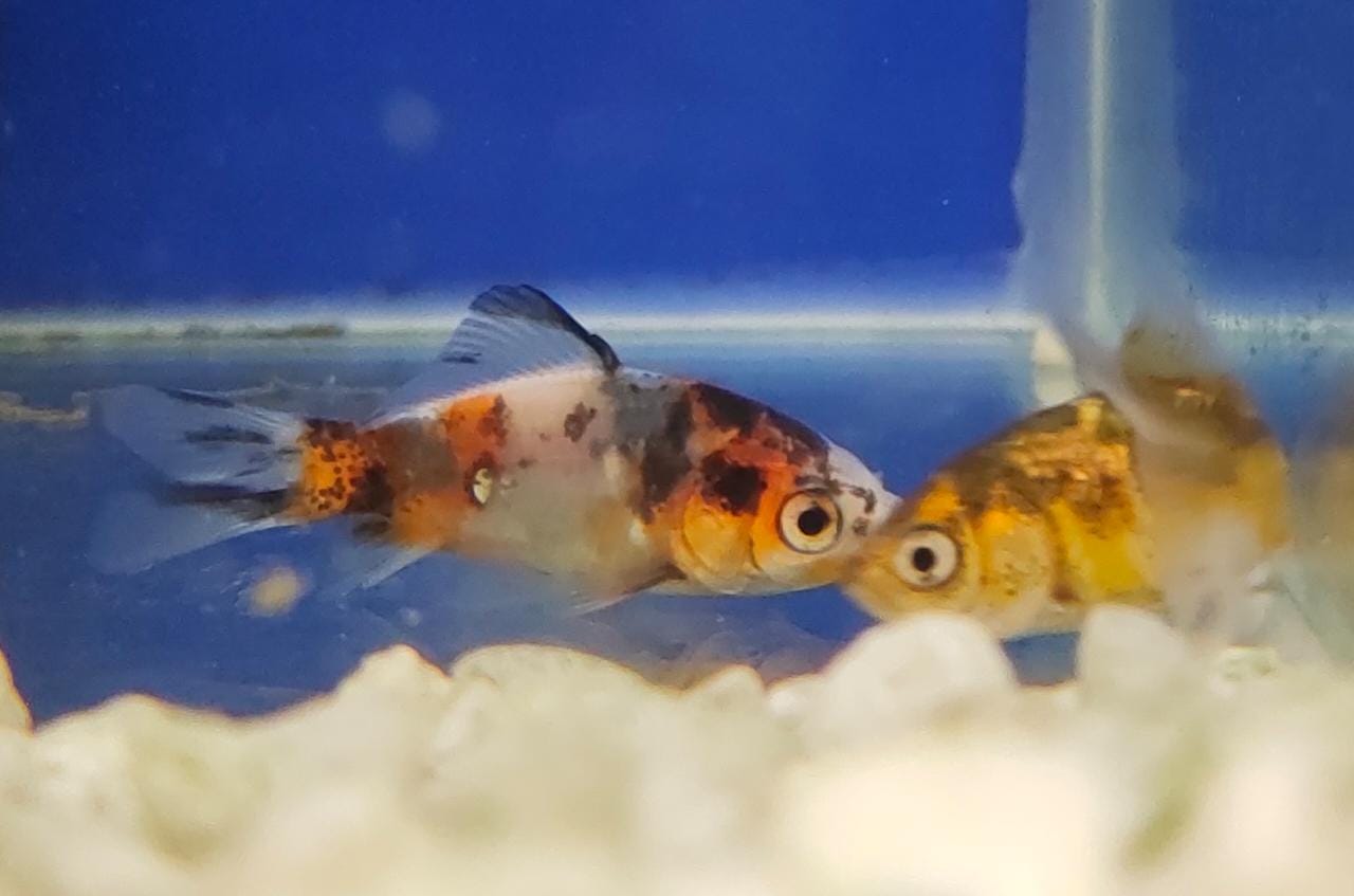 SK gold - S (Shubunkin Goldfish)