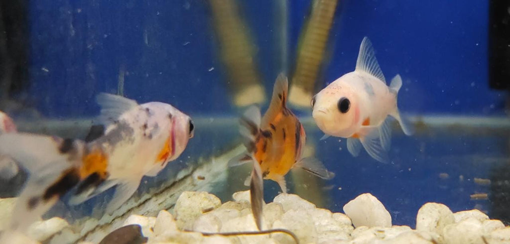 SK gold - S (Shubunkin Goldfish)1