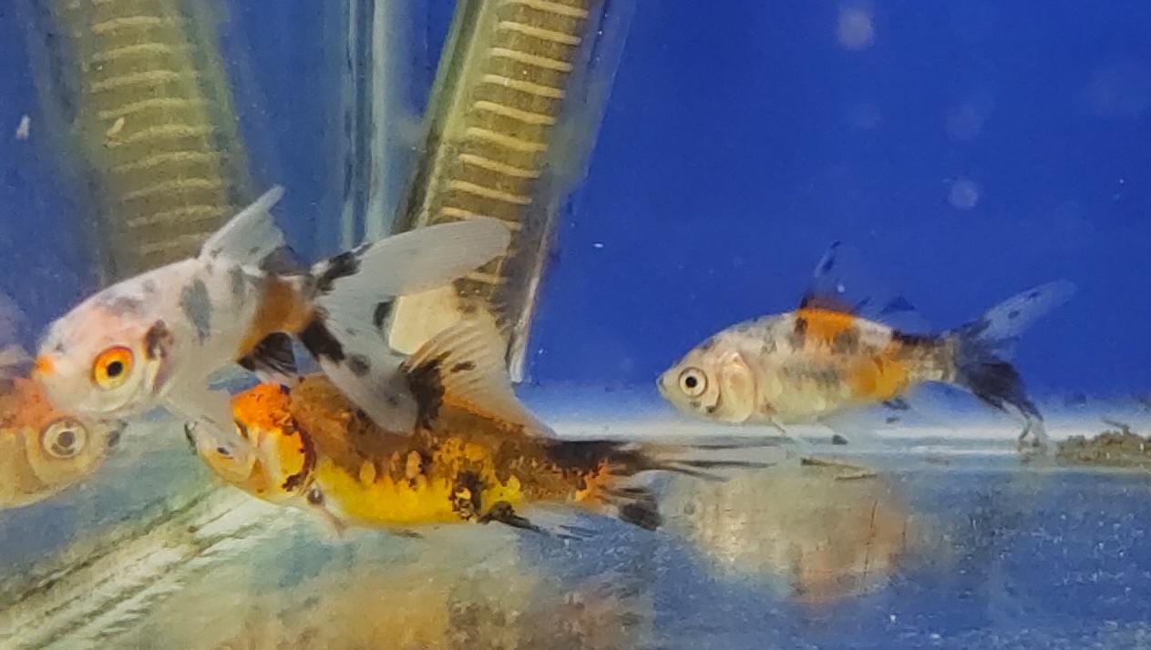 SK gold - S (Shubunkin Goldfish)2