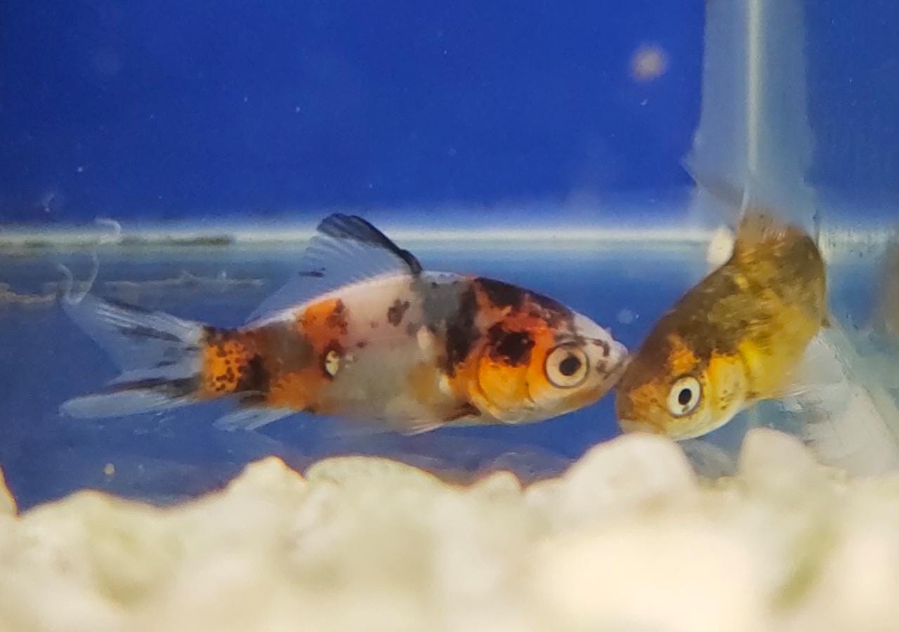SK gold - S (Shubunkin Goldfish)3