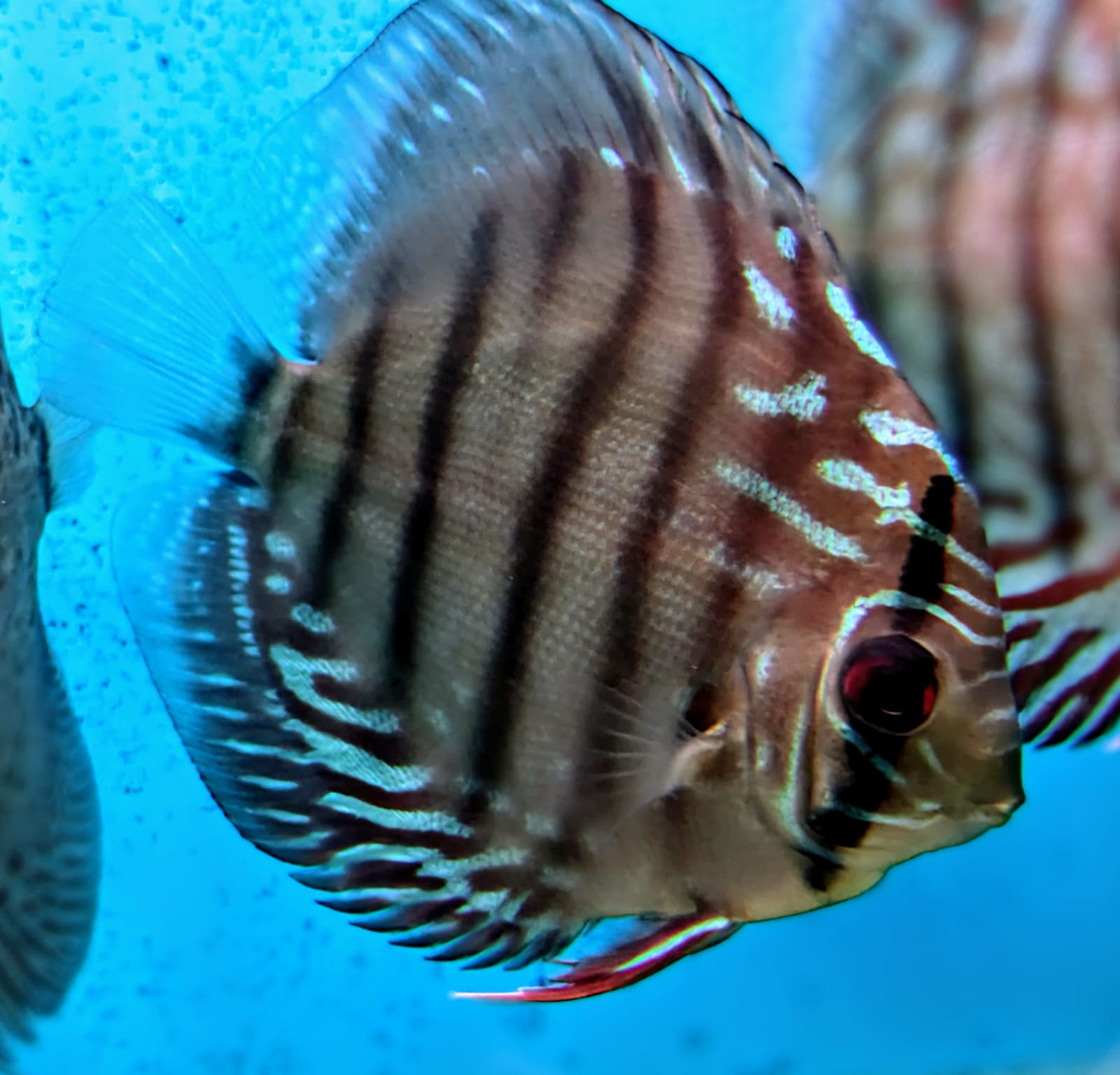 Alenquer discus