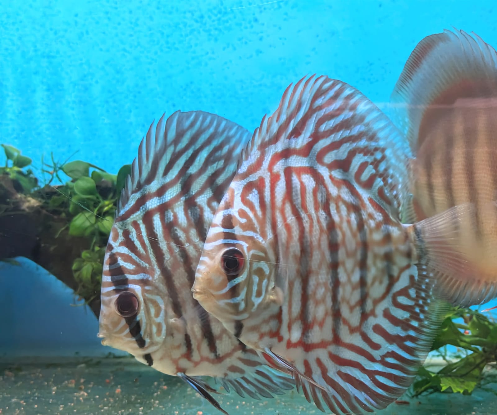 Tiger turquoise