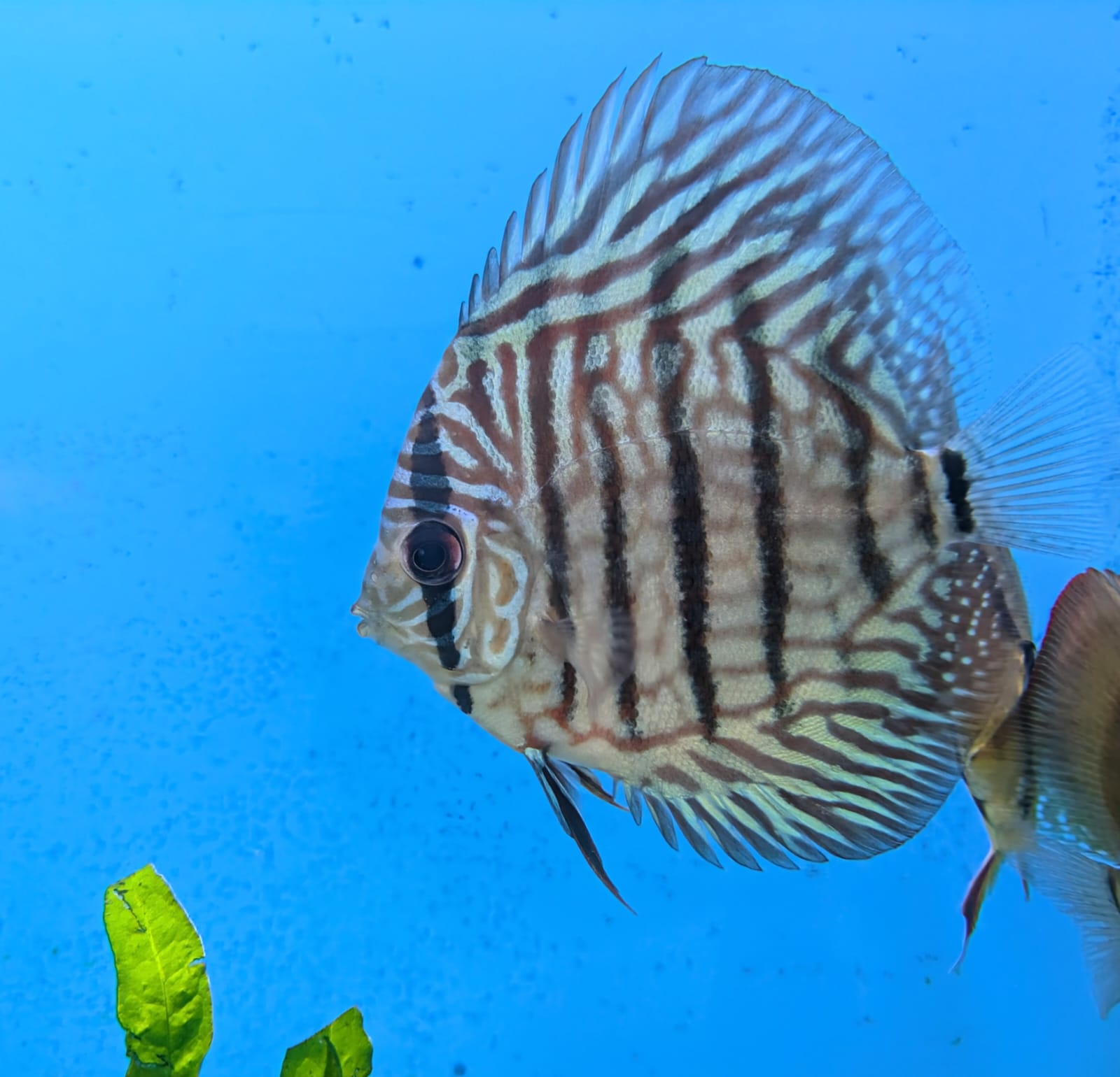 Tiger turquoise