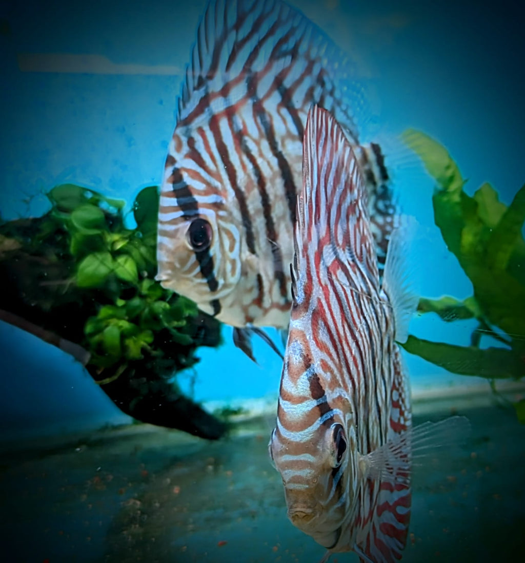Tiger turquoise