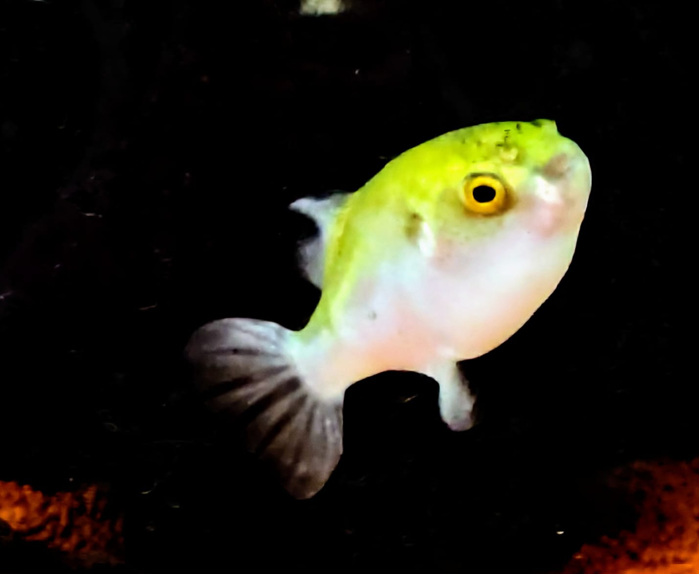 Avocado Puffer