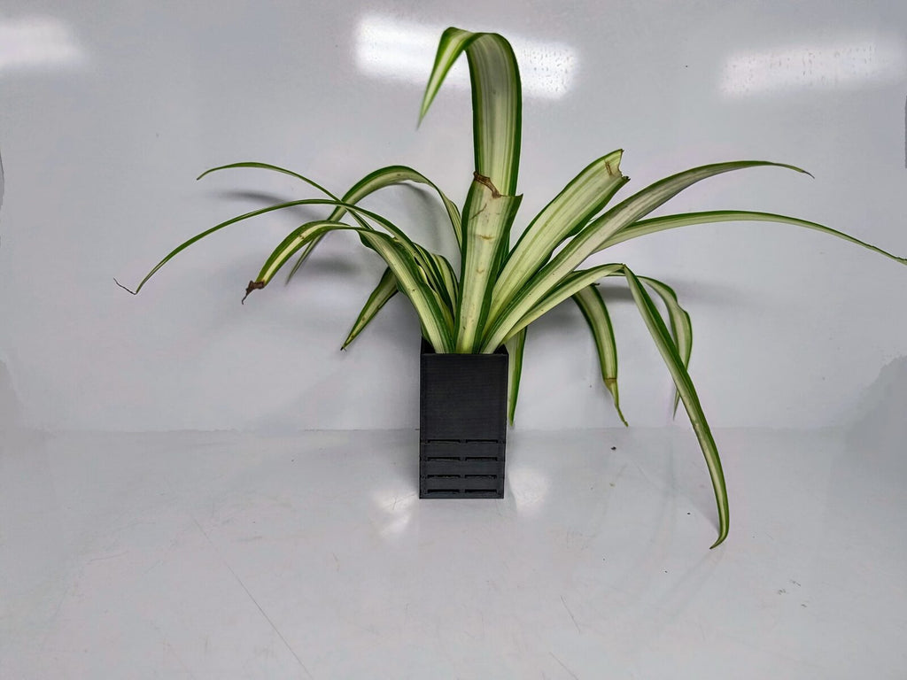 Aquarium Single planter - Black / Whit