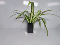 Aquarium Single planter - Black / Whit