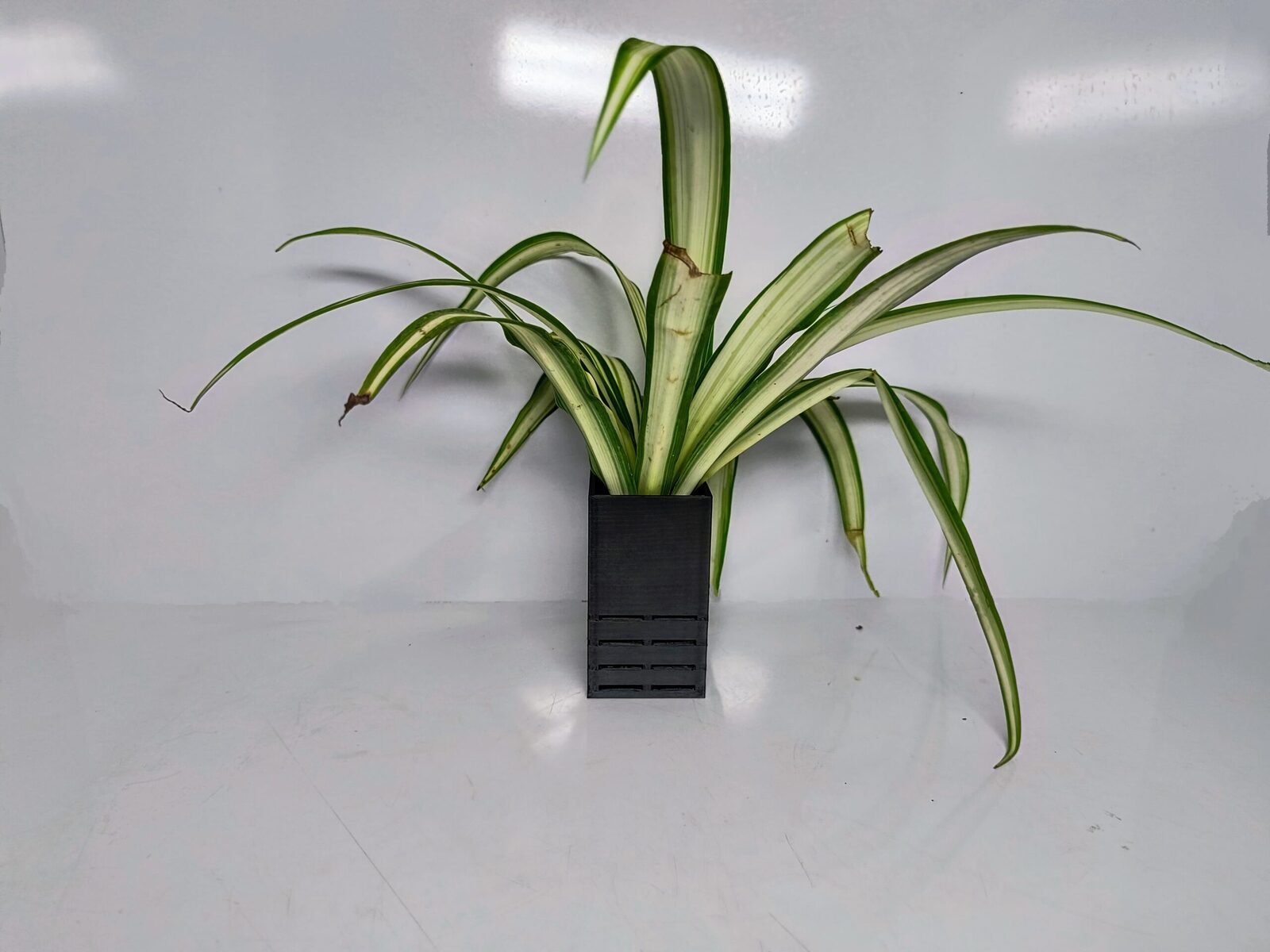 Aquarium Single planter - Black / Whit