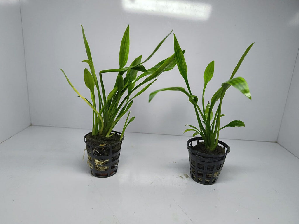 Cryptocoryne Parva