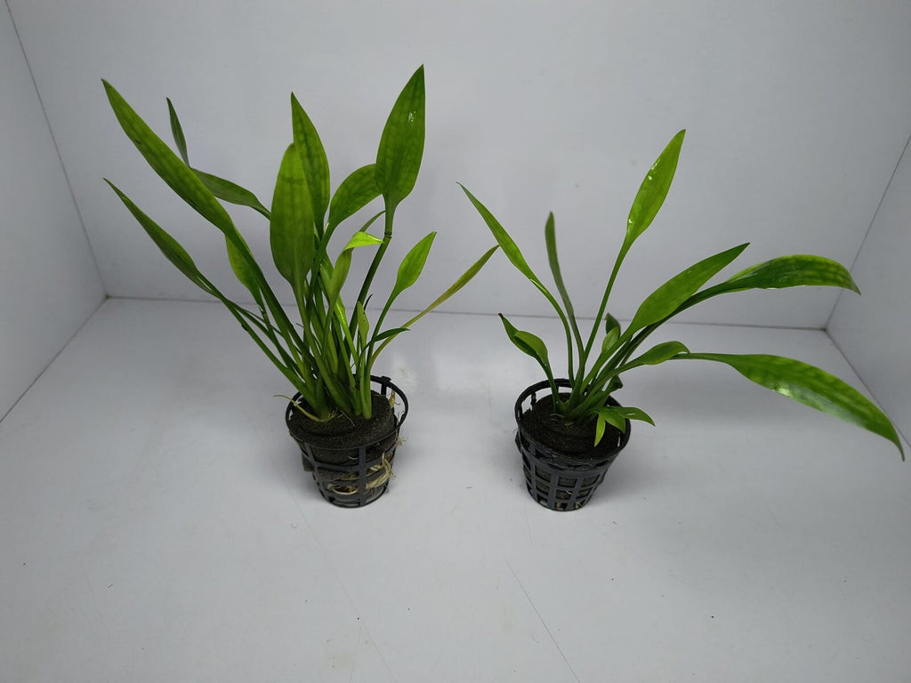 Cryptocoryne Parva