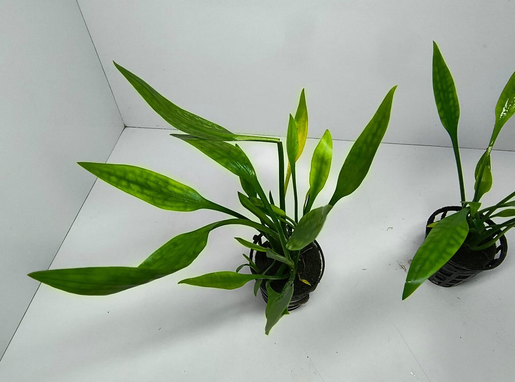 Cryptocoryne Parva