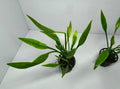 Cryptocoryne Parva