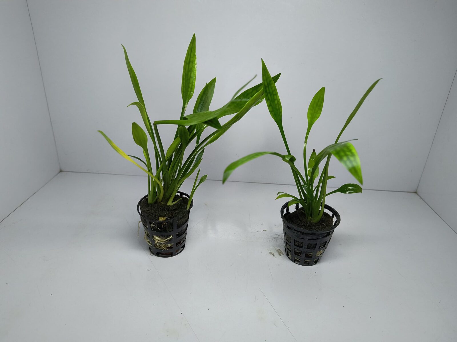 Cryptocoryne Parva