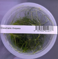 eleocharis vivi
