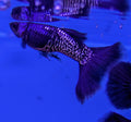 Metallic black guppy