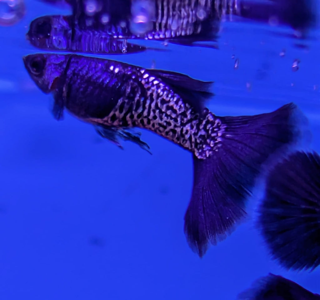 Metallic black guppy