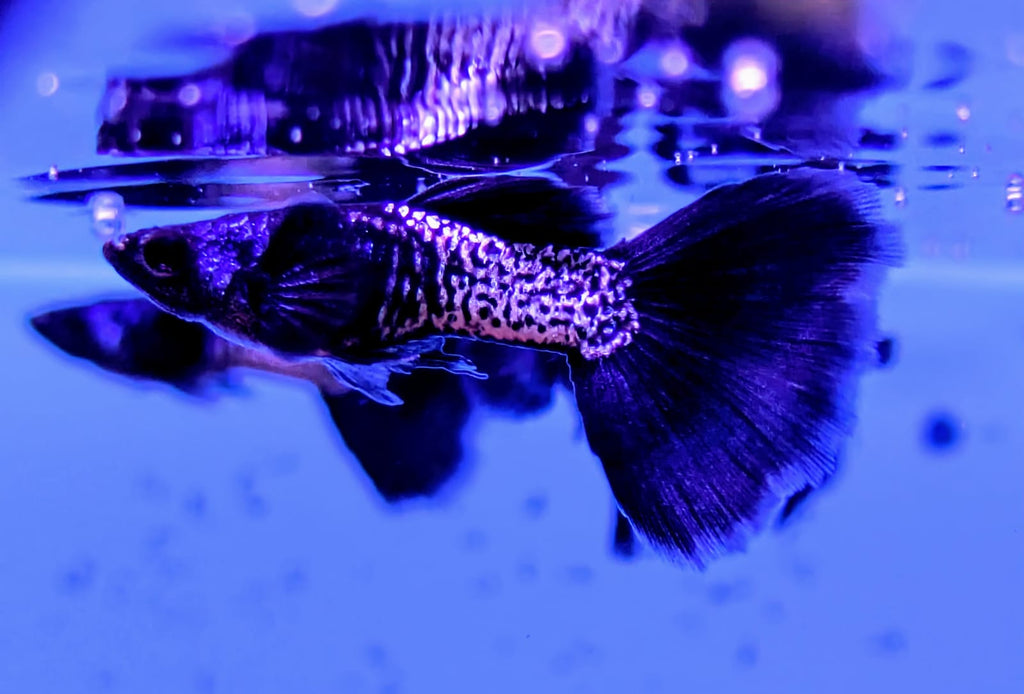 Metallic black guppy