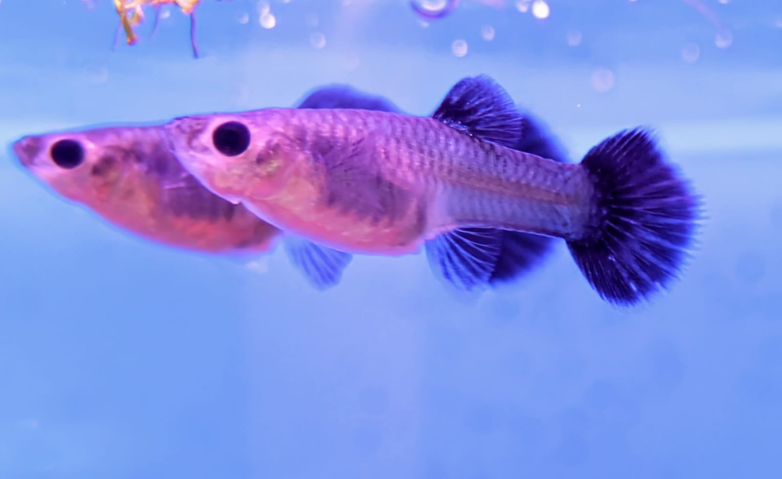 Metallic black guppy female