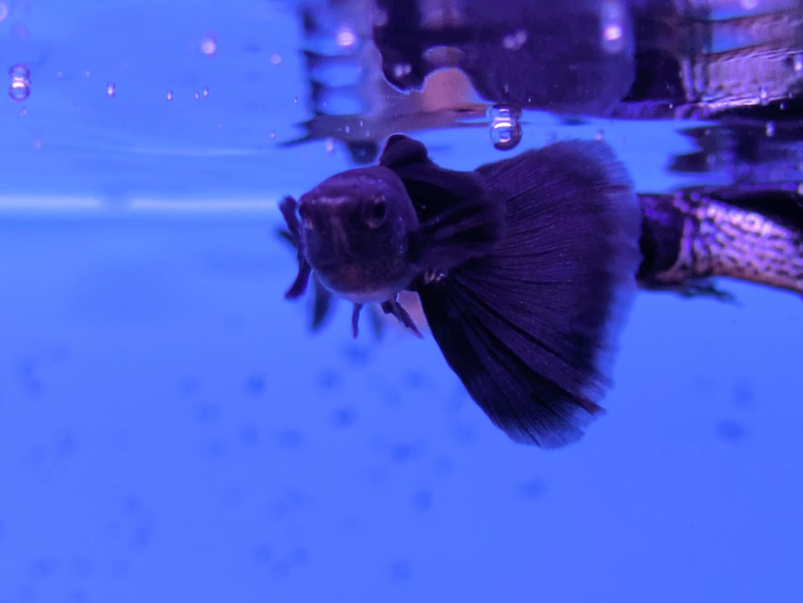 Metallic black guppy