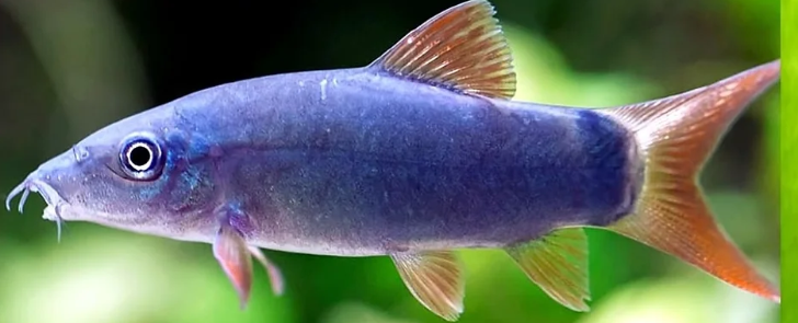 Blue botia loach