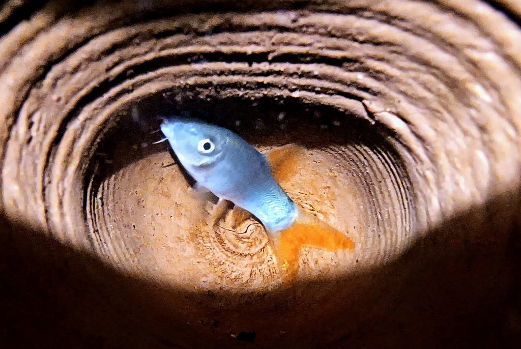 Blue botia loach