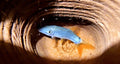 Blue botia loach