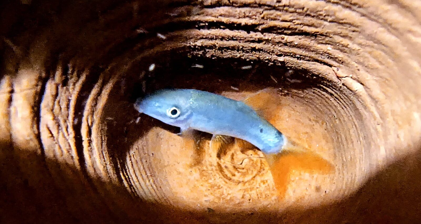 Blue botia loach