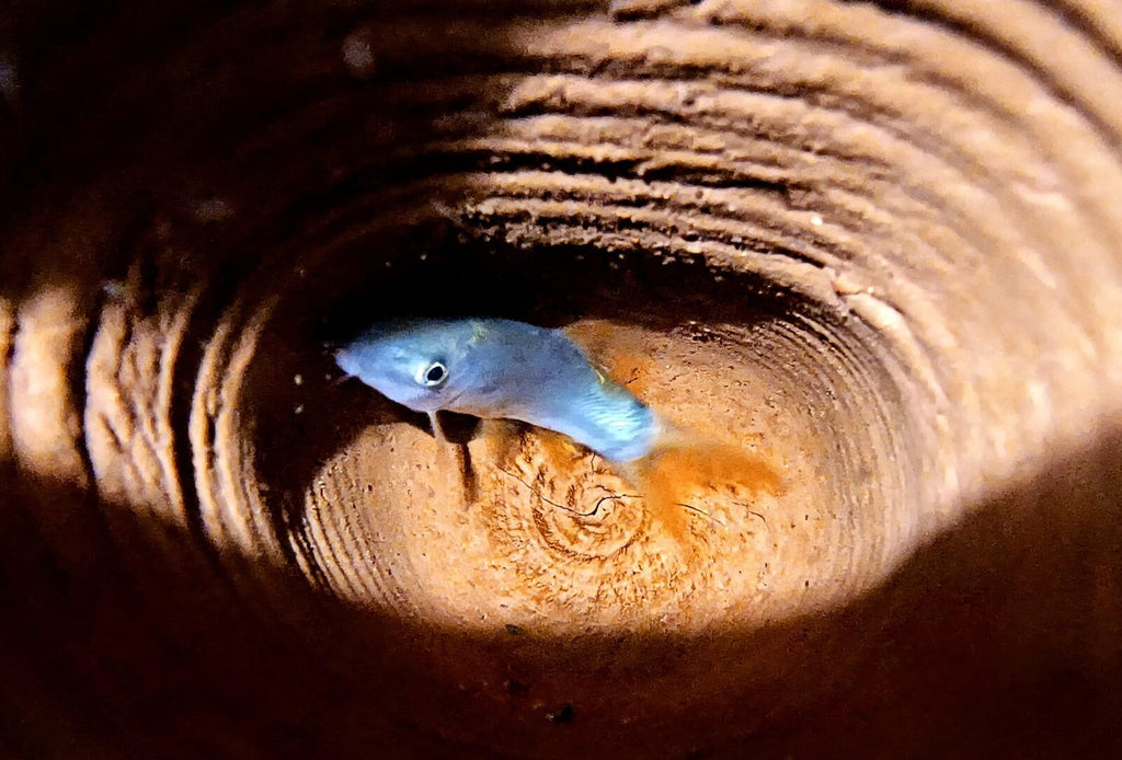 Blue botia loach