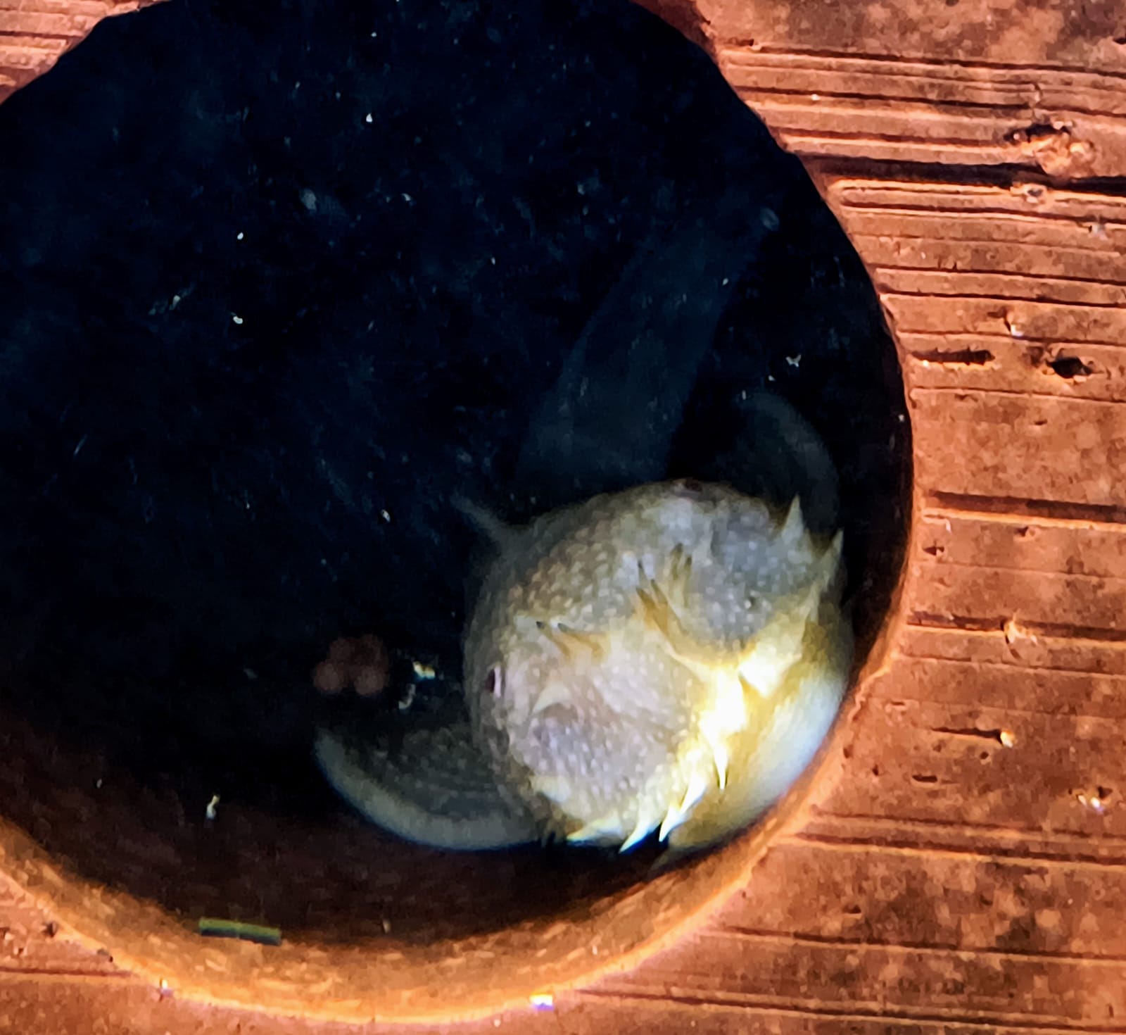 Bristlenose Pleco – Confirmed Breeding Pair