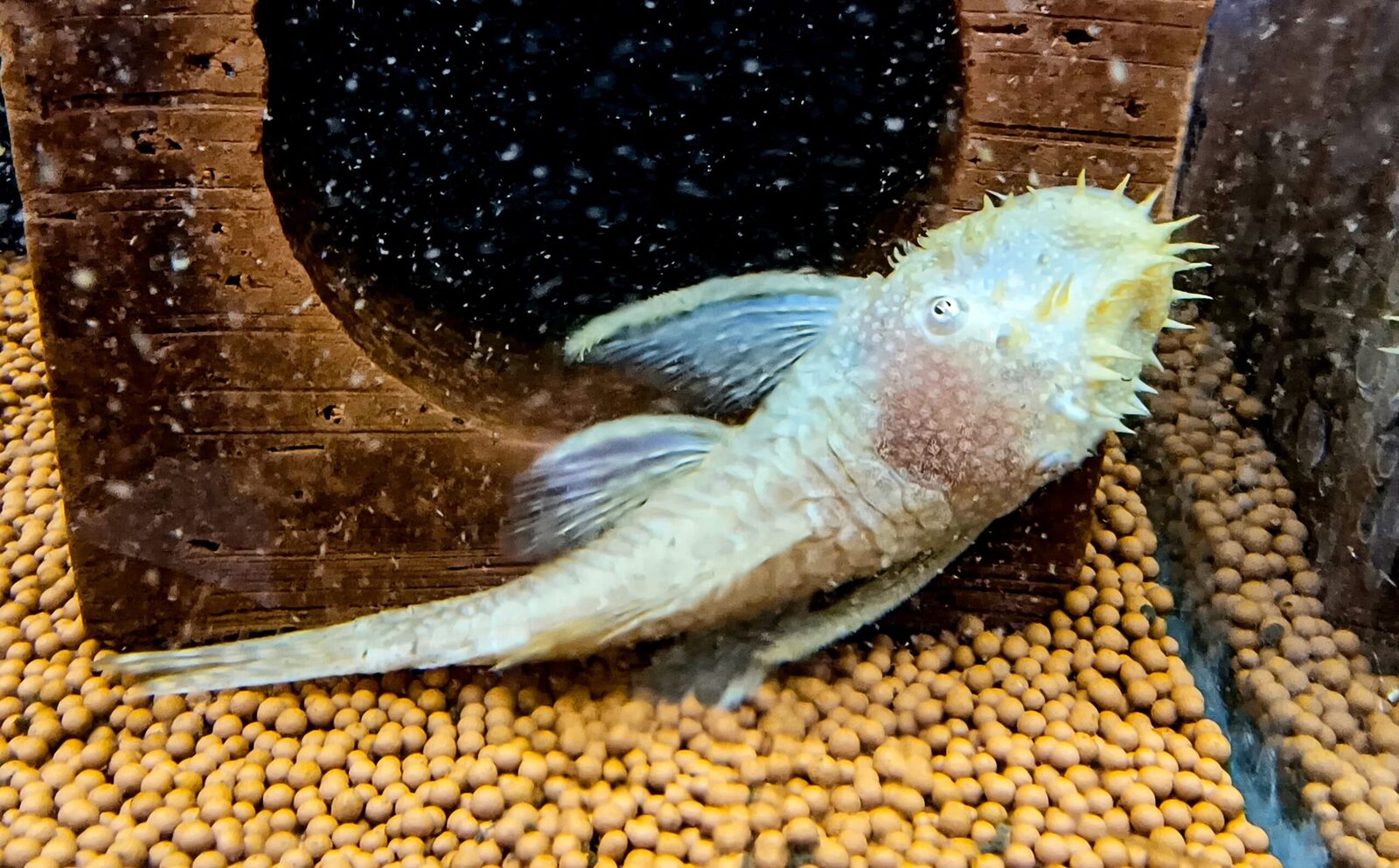 Bristlenose Pleco – Confirmed Breeding Pair