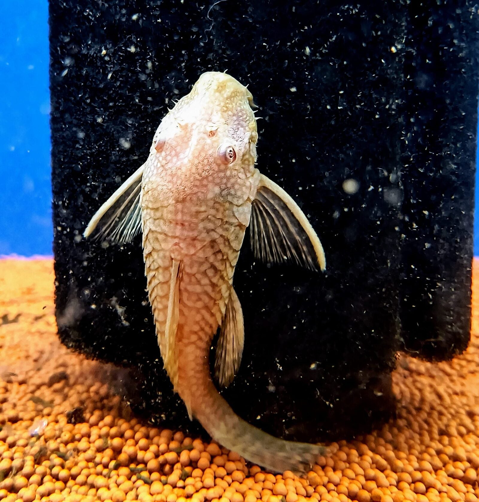 Bristlenose Pleco – Confirmed Breeding Pair