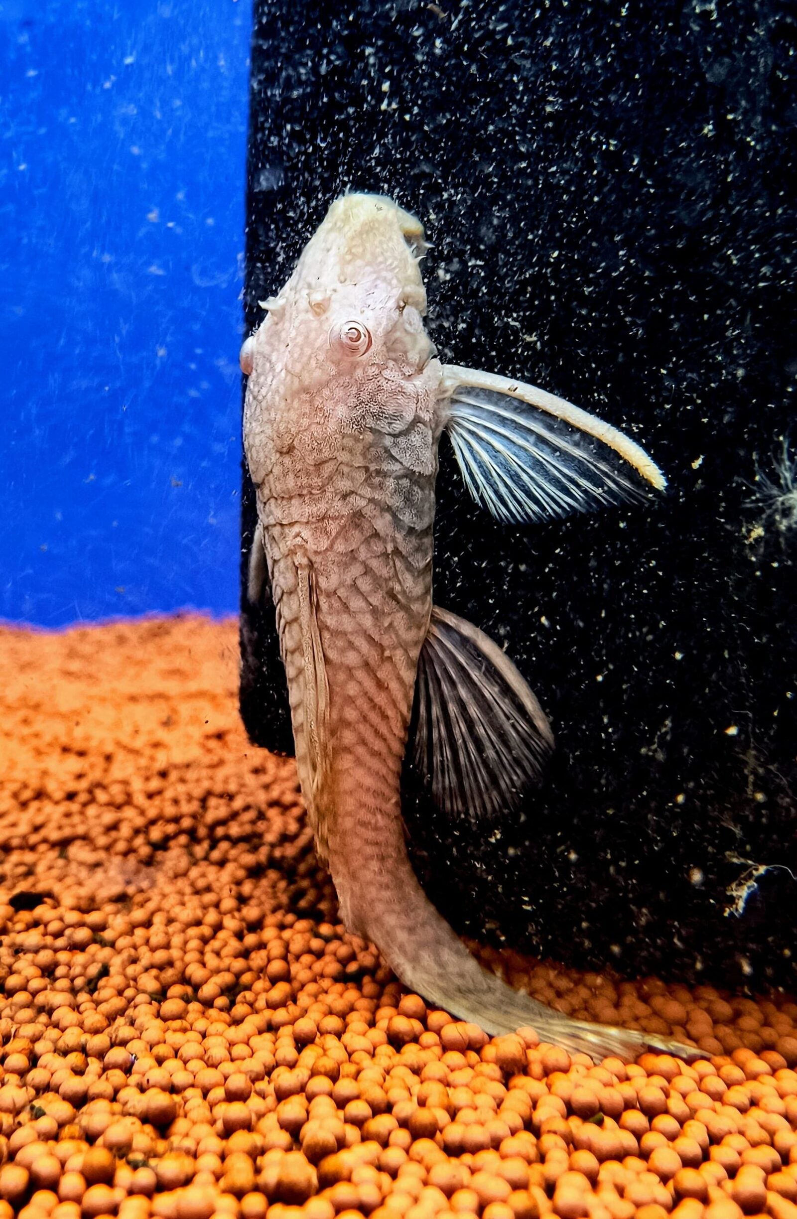 Bristlenose Pleco – Confirmed Breeding Pair (4)