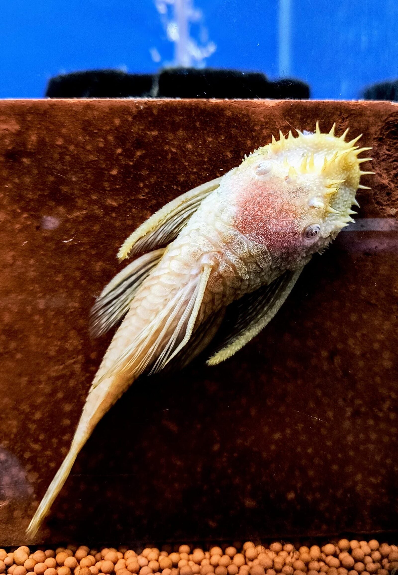 Bristlenose Pleco – Confirmed Breeding Pair