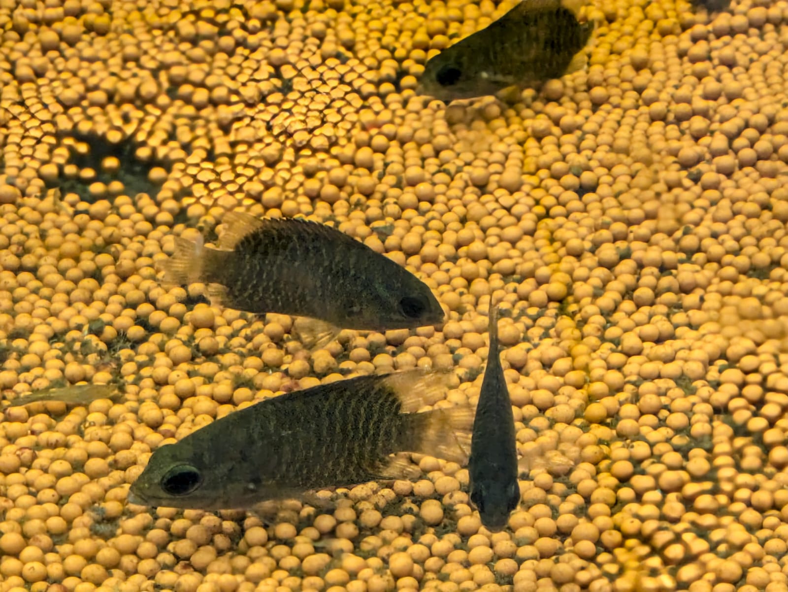 Malabar Leaf Fish