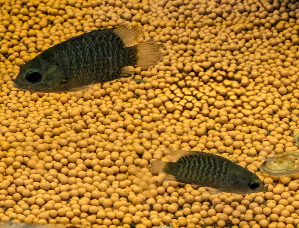 Malabar Leaf Fish