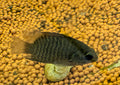 Malabar Leaf Fish
