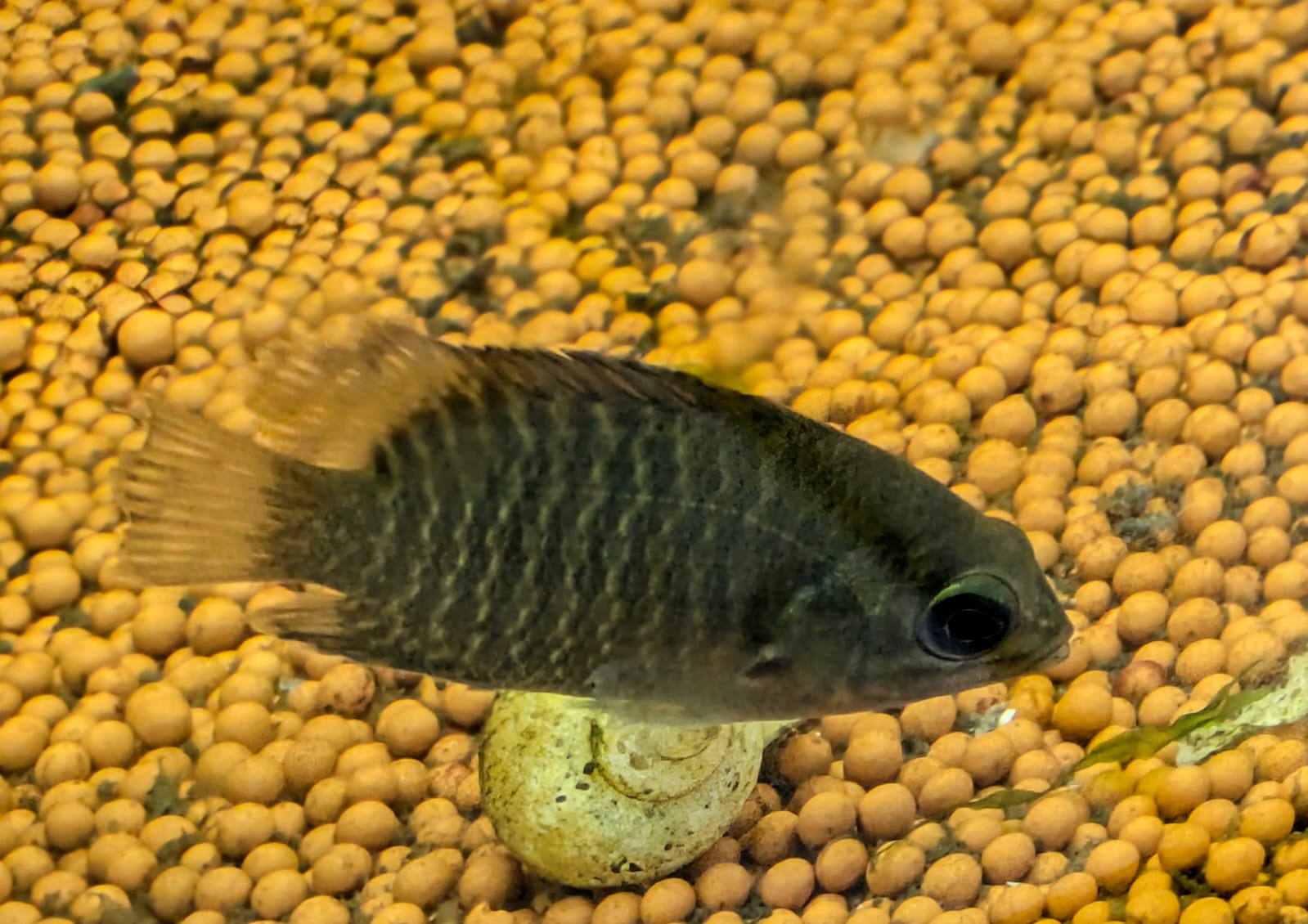 Malabar Leaf Fish