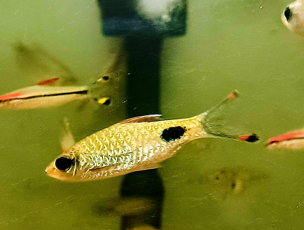 Rohani Barb
