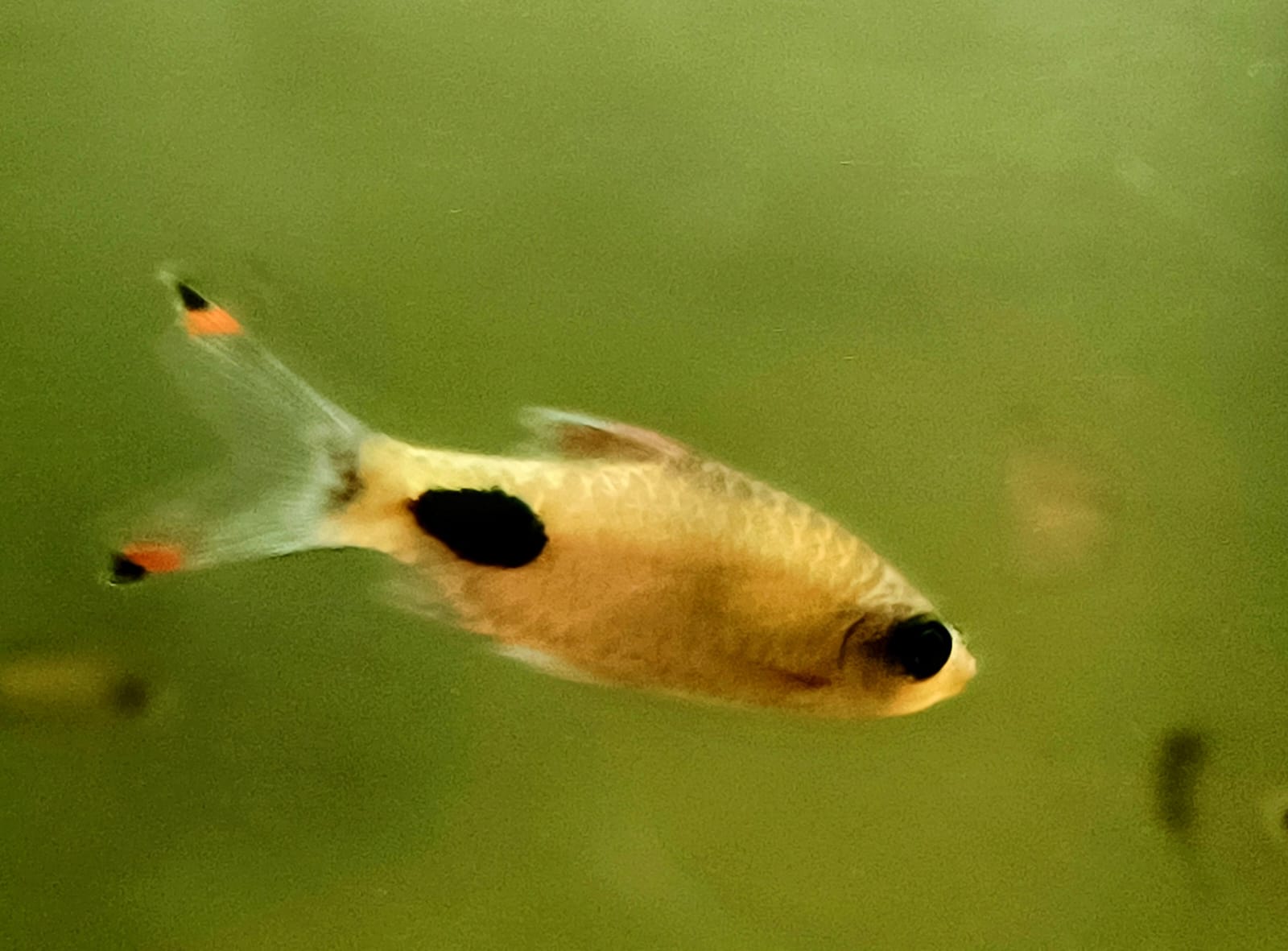 Rohani Barb