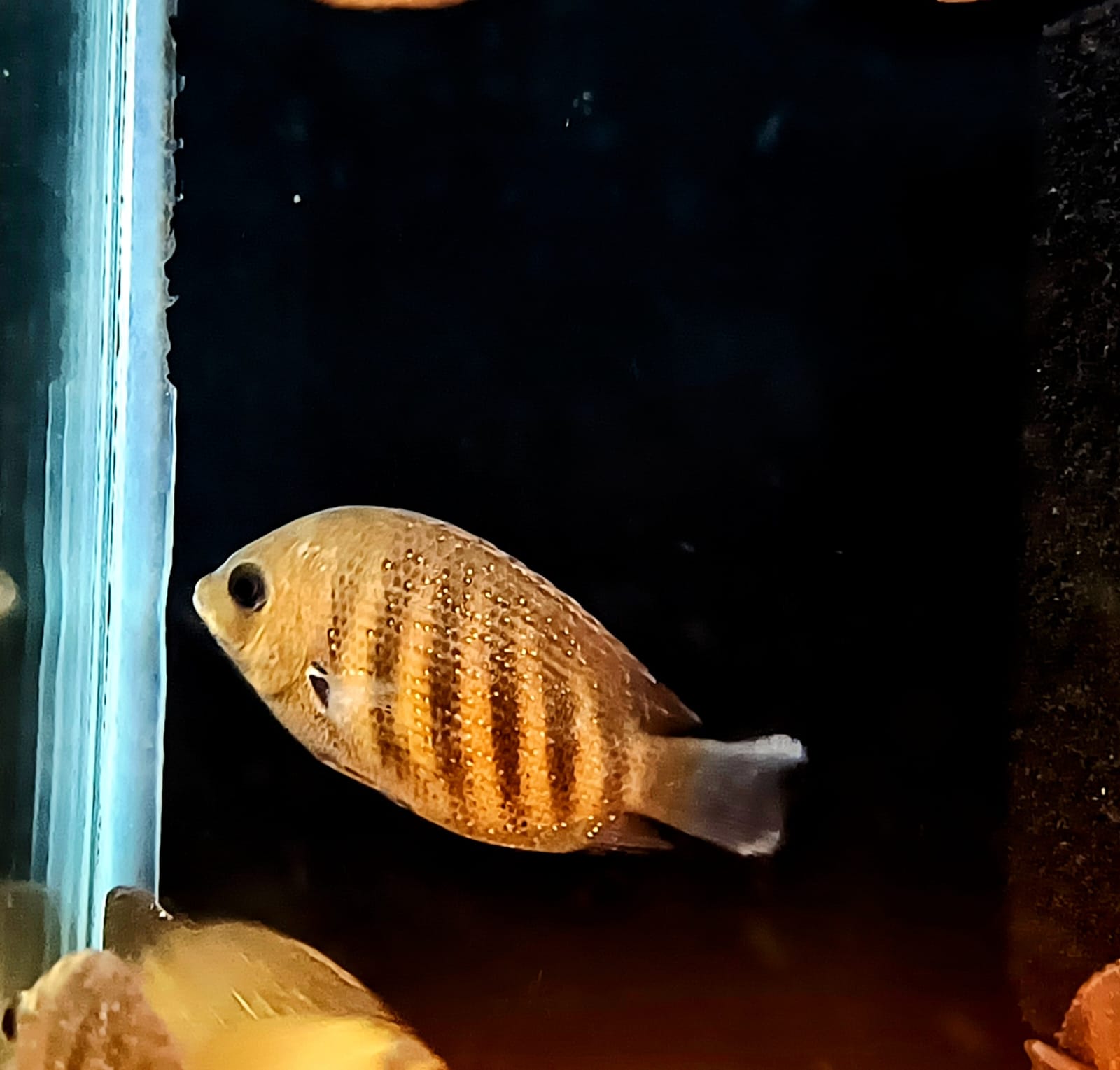 Green Chromide fish