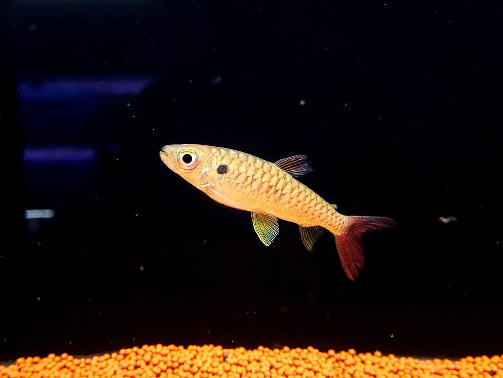 Red tail chalceus