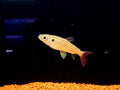Red tail chalceus