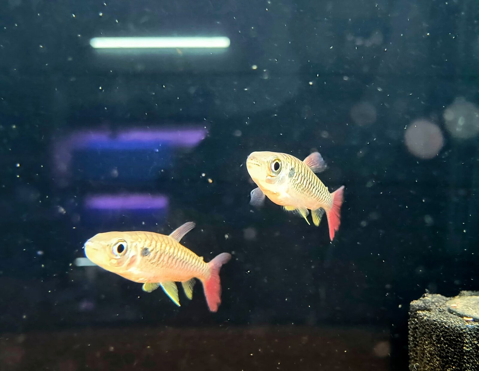 Red tail chalceus (3)