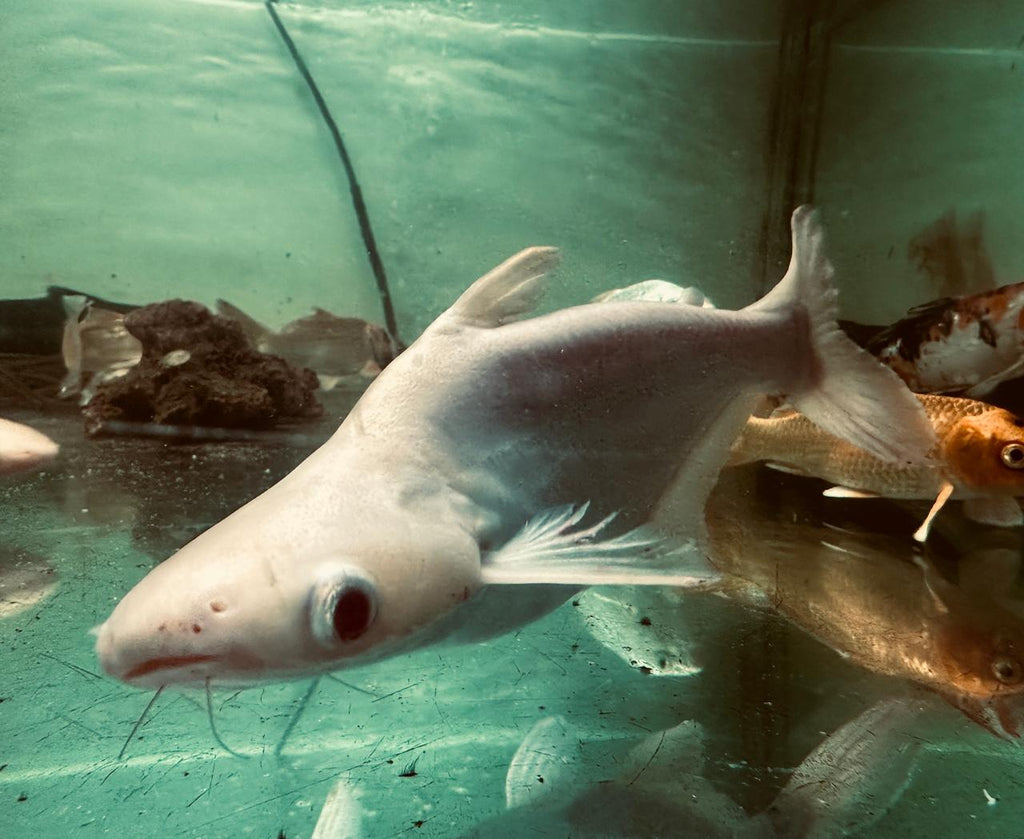 albino shark