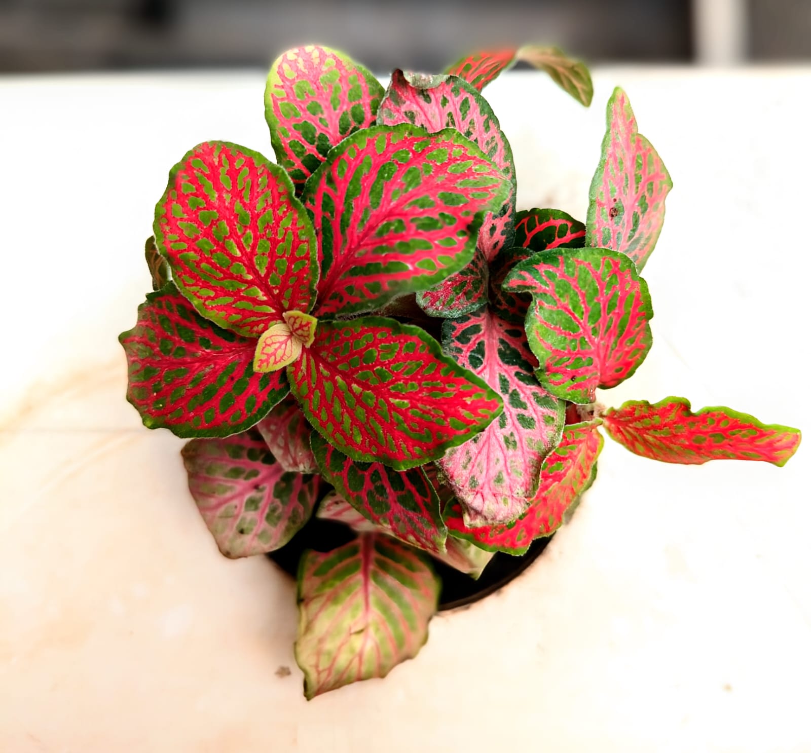 Fittonia
