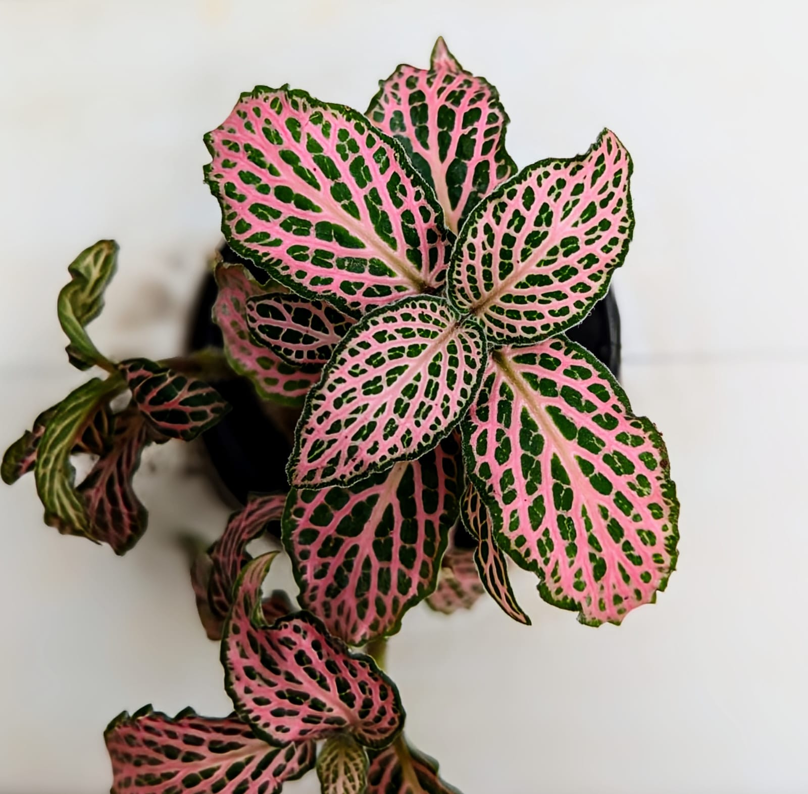 Fittonia