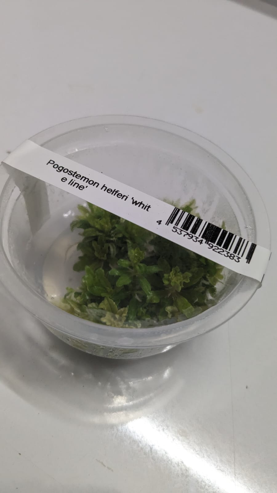 Pogostemon Helferi "White Line