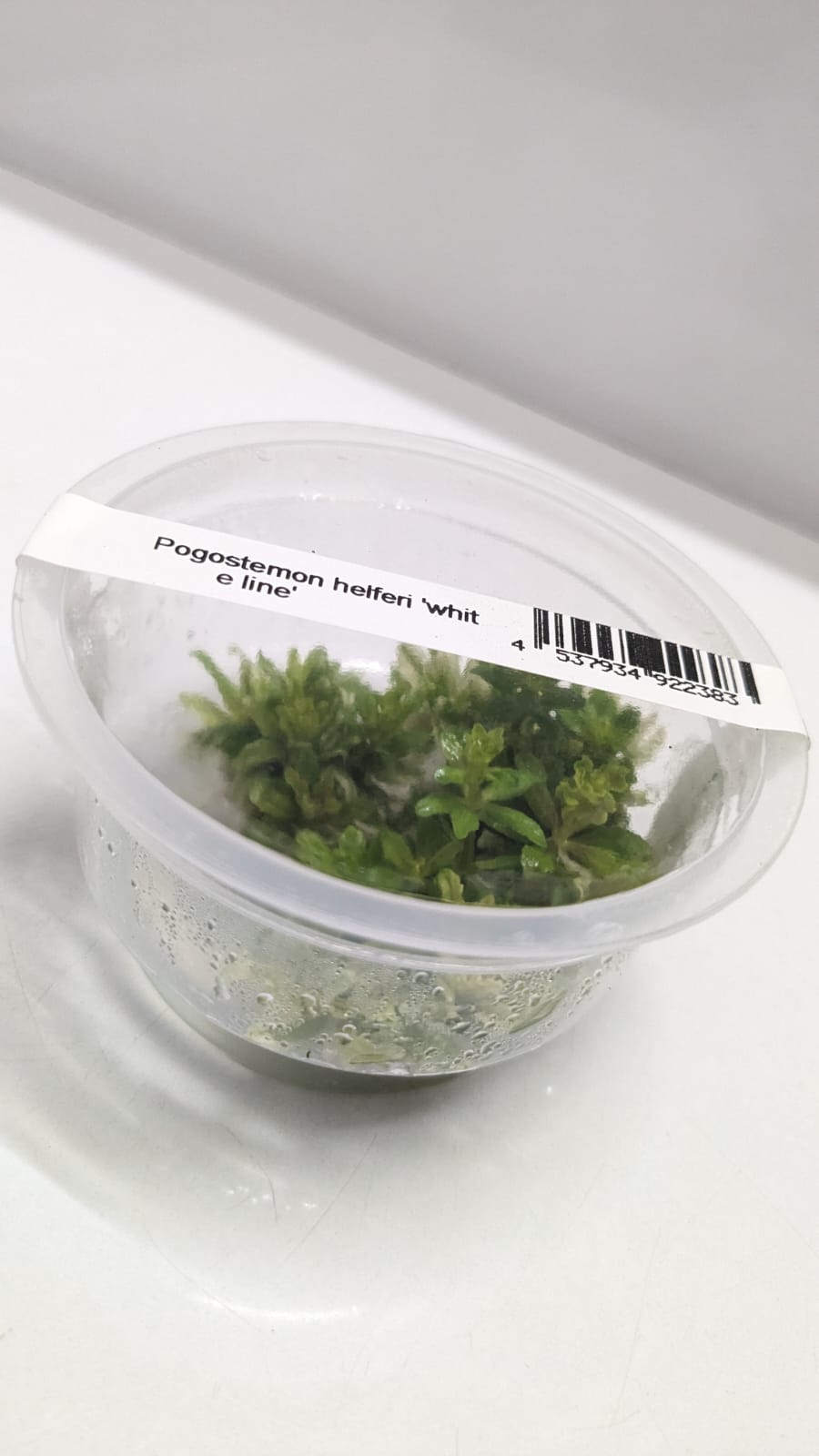 Pogostemon Helferi "White Line