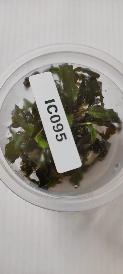Cryptocoryne Wendtii Tropica