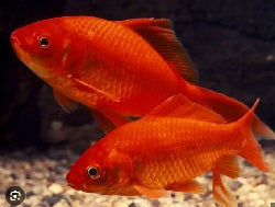 normal goldfish